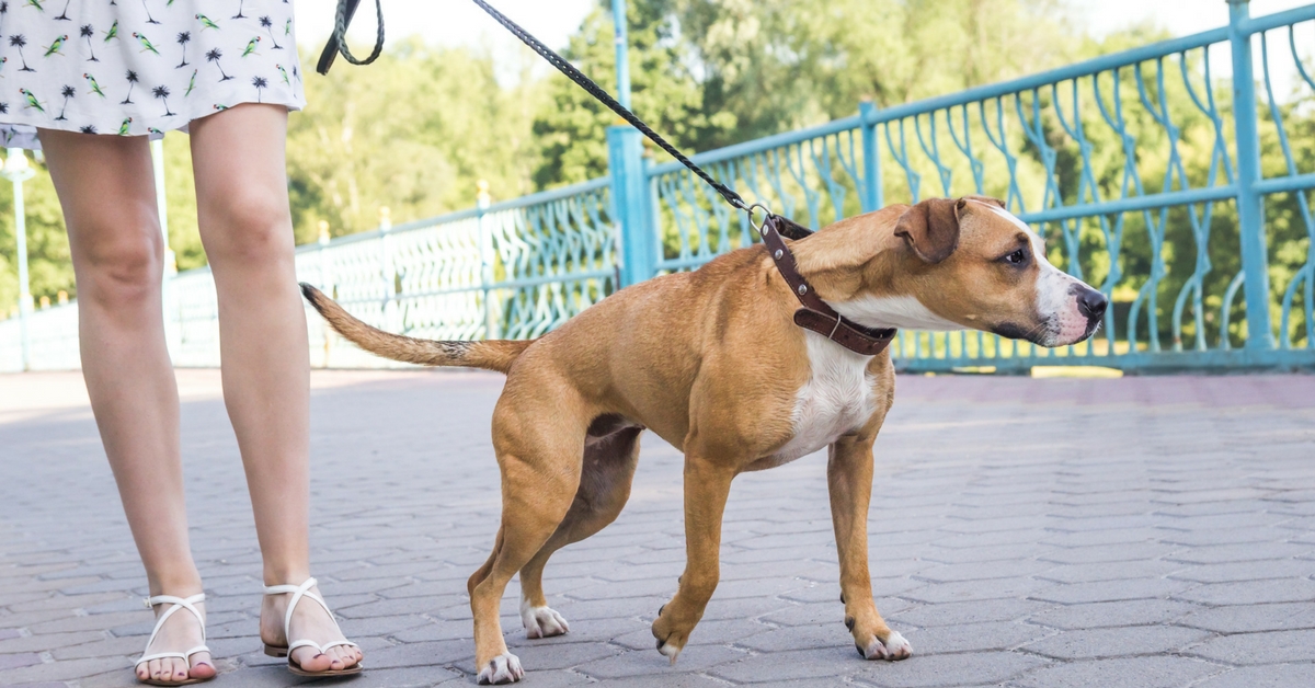 California Leash Laws Hold the Defendant Liable for Any Negligence
